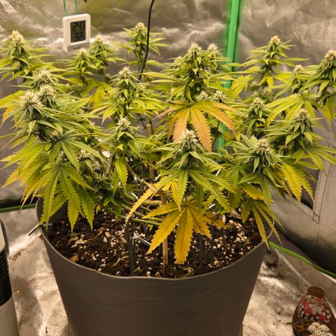 Sandranotte royal domina growlog timeline photo