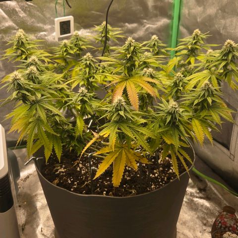 Sandranotte royal domina growlog timeline photo