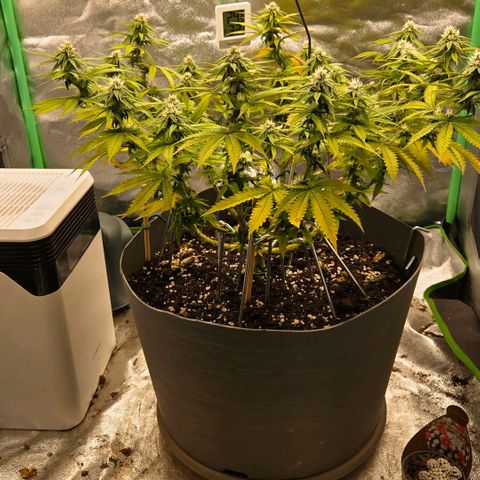 Sandranotte royal domina growlog timeline photo