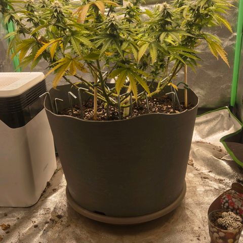 Sandranotte royal domina growlog timeline photo