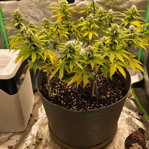 Sandranotte royal domina growlog timeline photo