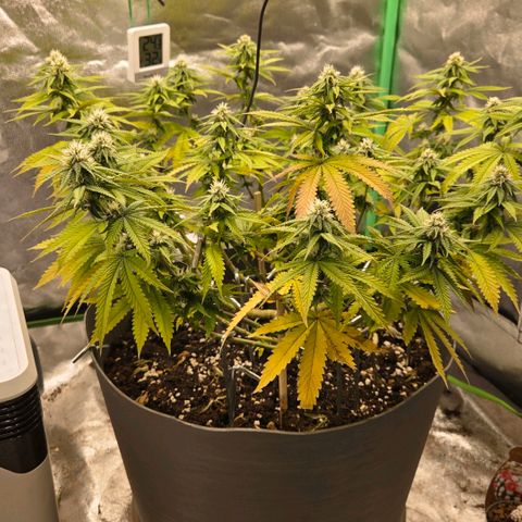Sandranotte royal domina growlog timeline photo