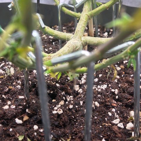 Sandranotte royal domina growlog timeline photo