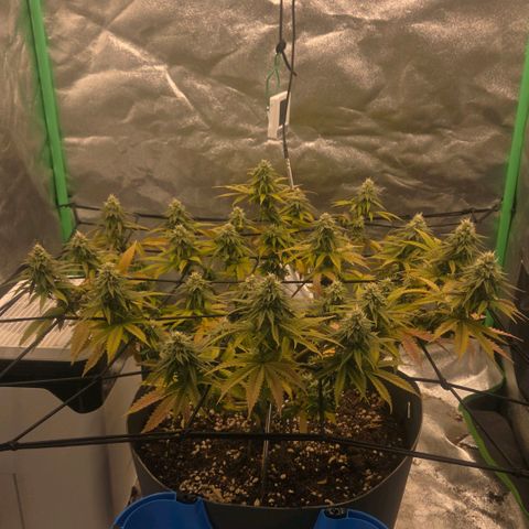 Sandranotte royal domina growlog timeline photo