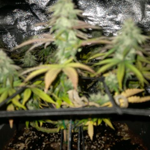 Sandranotte royal domina growlog timeline photo