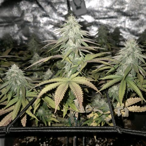Sandranotte royal domina growlog timeline photo