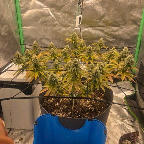 Sandranotte royal domina growlog timeline photo
