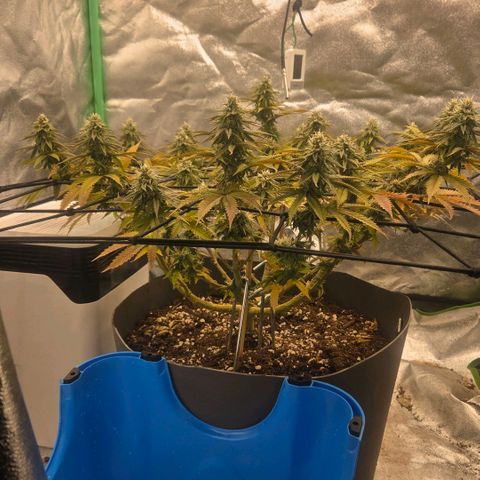 Sandranotte royal domina growlog timeline photo