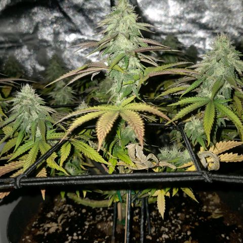 Sandranotte royal domina growlog timeline photo