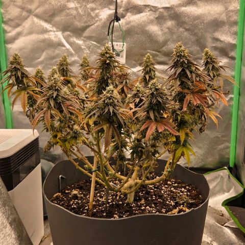 Sandranotte royal domina growlog timeline photo