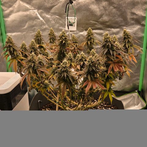 Sandranotte royal domina growlog timeline photo