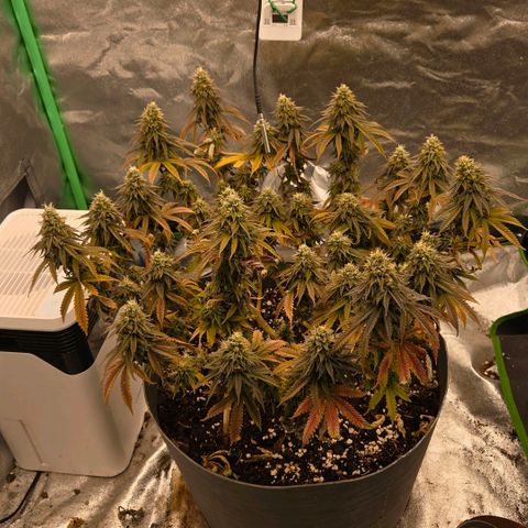 Sandranotte royal domina growlog timeline photo