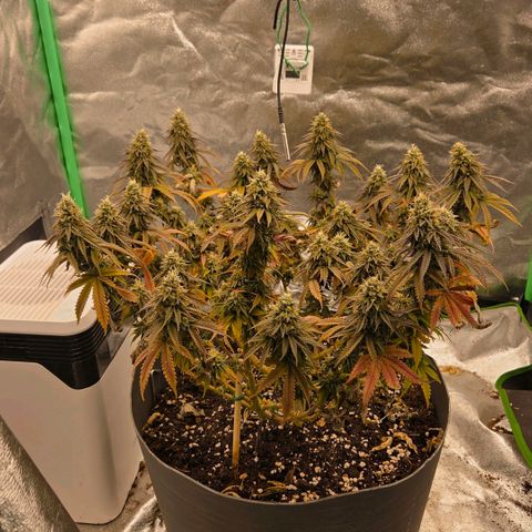 Sandranotte royal domina growlog timeline photo