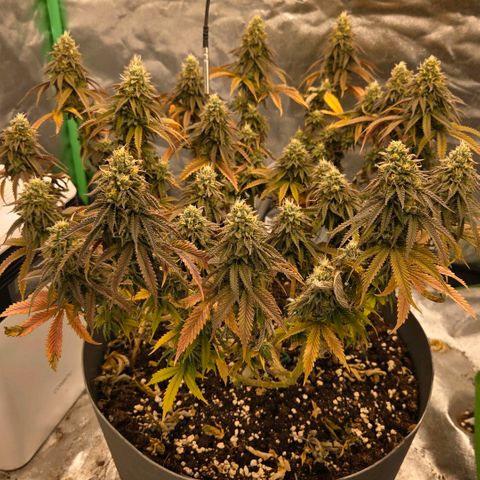 Sandranotte royal domina growlog timeline photo