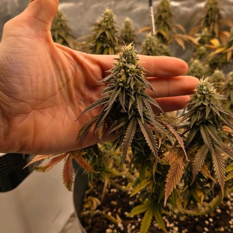 Sandranotte royal domina growlog timeline photo