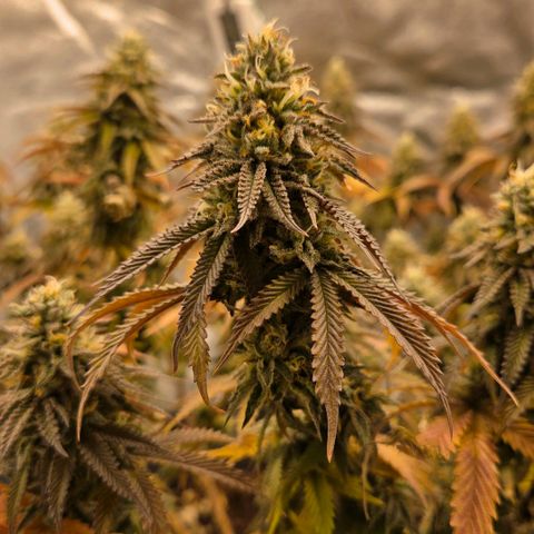 Sandranotte royal domina growlog timeline photo