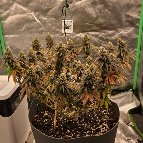 Sandranotte royal domina growlog timeline photo