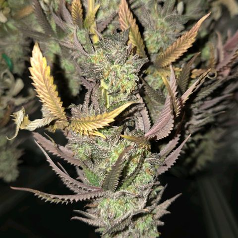 Sandranotte royal domina growlog timeline photo