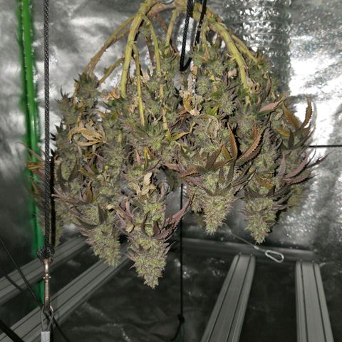 Sandranotte royal domina growlog timeline photo