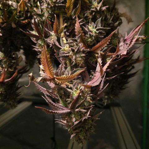 Sandranotte royal domina growlog timeline photo