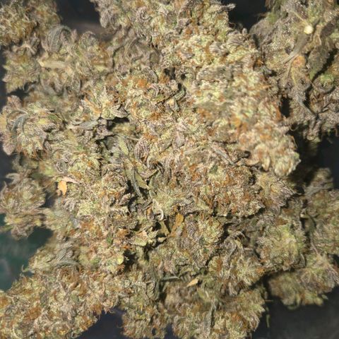 Sandranotte royal domina growlog timeline photo