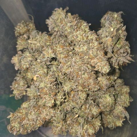 Sandranotte royal domina growlog timeline photo
