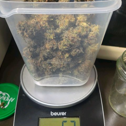 Sandranotte royal domina growlog timeline photo