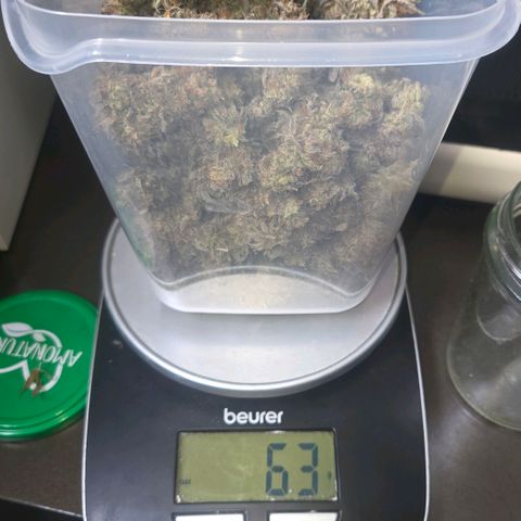 Sandranotte royal domina growlog timeline photo