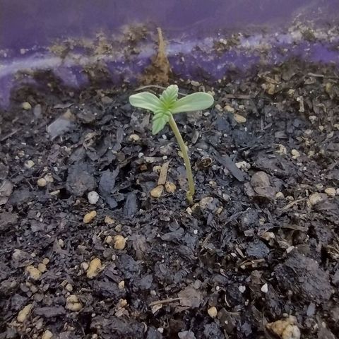 Moby-D growlog timeline photo