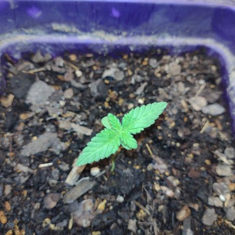 Moby-D growlog photo: Riego con enraizante 
Complemento de luz con panel led 