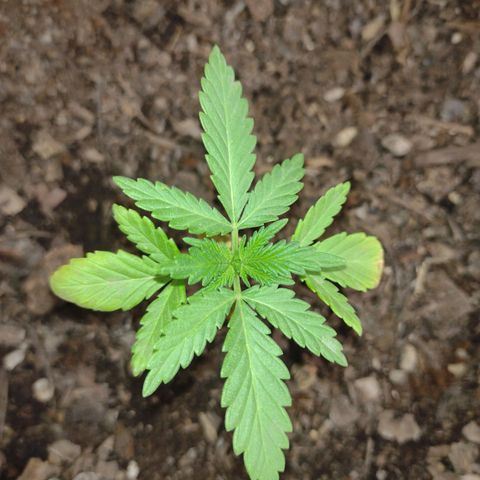 Moby-D growlog photo: Invernadero , ventilación normal sin asistencia al igual que luz natural
Riego de 2lt de enraizante con líquido de crecimiento MariaGreen