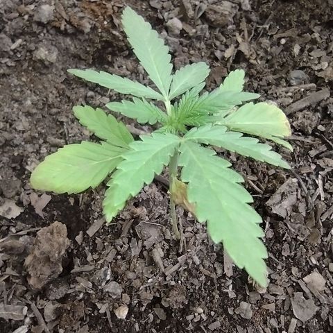 Moby-D growlog photo: Invernadero , ventilación normal sin asistencia al igual que luz natural
Riego de 2lt de enraizante con líquido de crecimiento MariaGreen