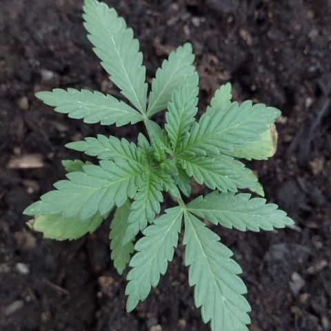 Moby-D growlog photo: La planta muestra señales de un acondicionamiento exitoso desde el patio al invernadero, los primeros dias se pudo notar un estrés por el calor que mantenia el invernadero como tambien se quemaron sus hojas inferiores del 3 nudo