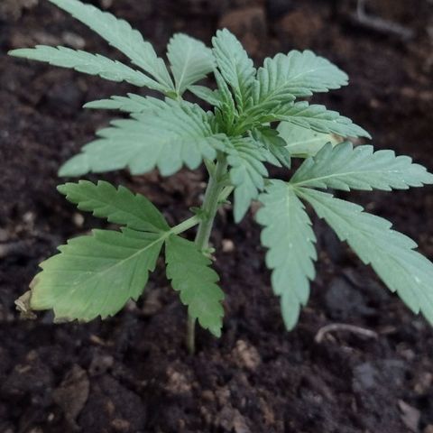 Moby-D growlog photo: La planta muestra señales de un acondicionamiento exitoso desde el patio al invernadero, los primeros dias se pudo notar un estrés por el calor que mantenia el invernadero como tambien se quemaron sus hojas inferiores del 3 nudo