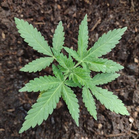 Moby-D growlog photo: Se aplica jabon potasico en la noche para combatir mosca blanca que comenzó a aparecer dentro del invernadero y se regó con enraizante y fertilizante de crecimiento