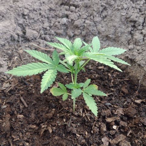 Moby-D growlog timeline photo