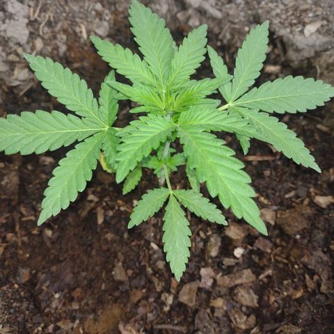 Moby-D growlog timeline photo