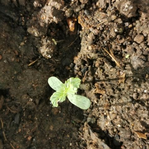 Big Grey  growlog timeline photo