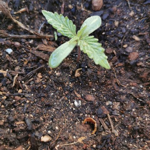 Large Maroon growlog timeline photo