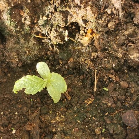 Big Grey  growlog timeline photo