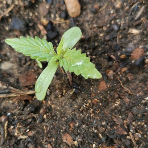 Large Maroon growlog timeline photo