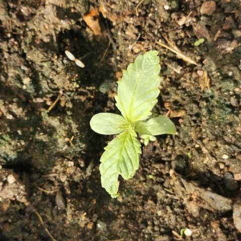 Big Grey  growlog timeline photo