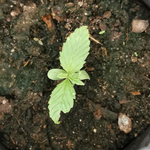 Big Grey  growlog timeline photo