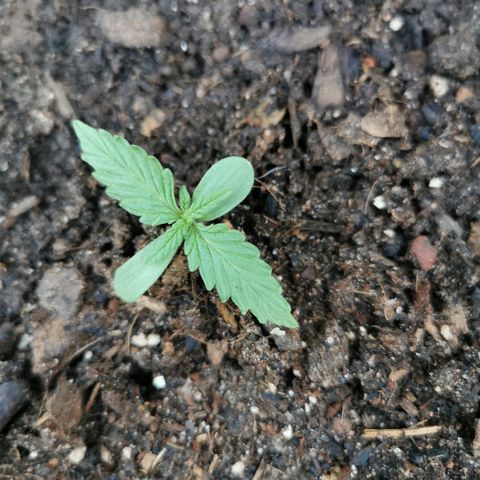 Large Maroon growlog timeline photo