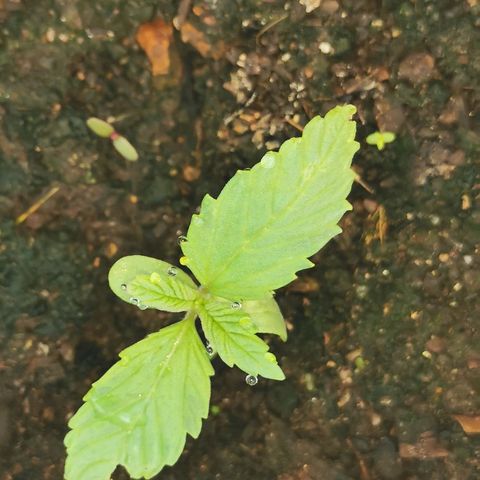 Big Grey  growlog timeline photo