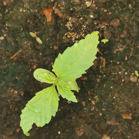 Big Grey  growlog timeline photo