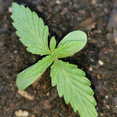 Large Maroon growlog timeline photo