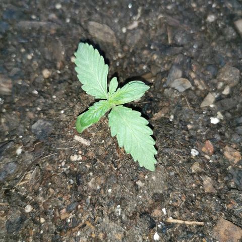 Large Maroon growlog timeline photo
