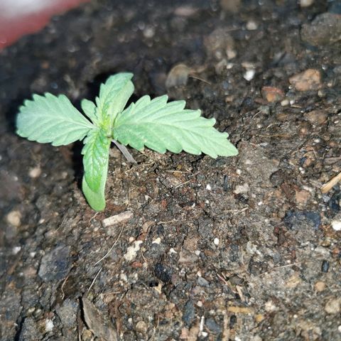Large Maroon growlog timeline photo