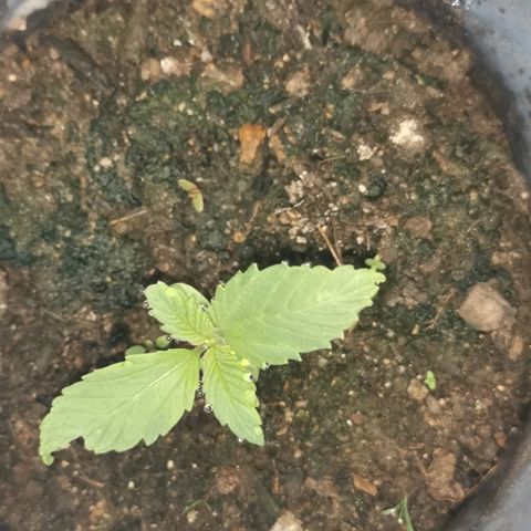Big Grey  growlog timeline photo